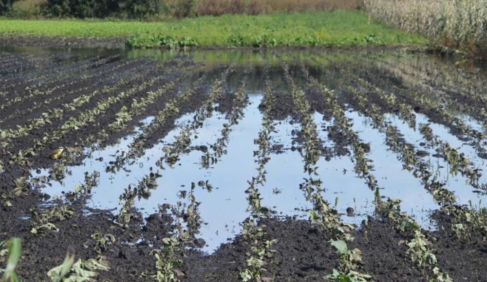 Productores frutihortícolas bonaerenses recibirán más subsidios por la tormenta