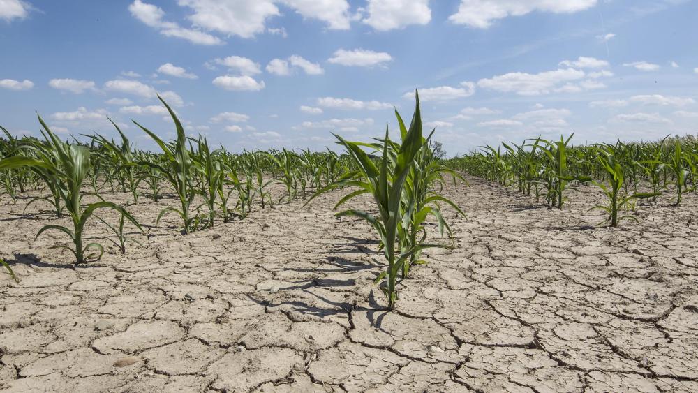 La Provincia extiende la emergencia agropecuaria en 39 partidos por la sequía