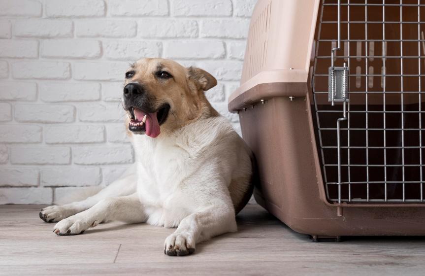 Atenti mascoteros: actualizan el trámite para viajar al exterior con tu perro o gato