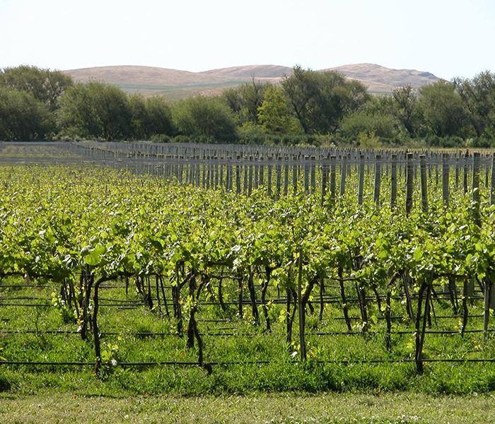 Bodegas de la Provincia: degustar sabores para imaginar los más bellos paisajes