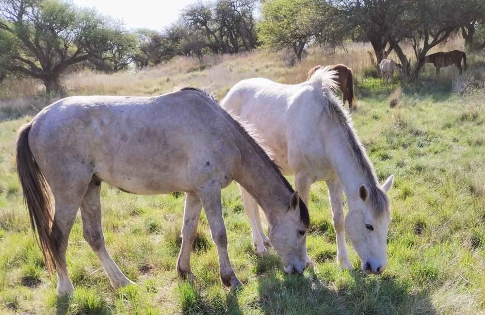 La Encefalomielitis Equina obliga a suspender una fiesta de jineteada y doma