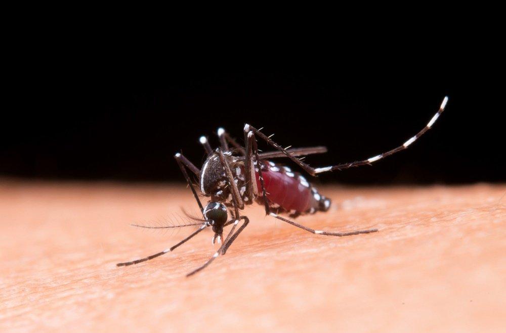 Hay 34 casos de dengue en la provincia y piden evitar acumulación de agua