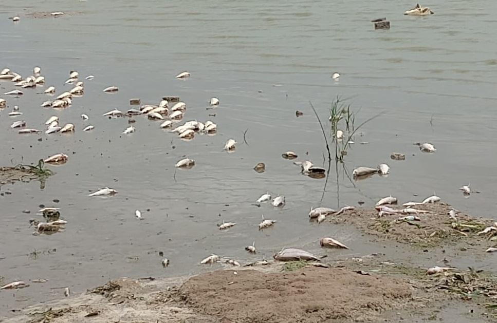 Mortandad de peces en la laguna de Chascomús: el municipio y el pueblo, manos a la obra