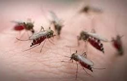 Provincia alerta sobre presencia de mosquitos y recomienda prevenir picaduras