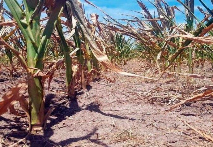 Piden que se incluya dentro de la emergencia nacional a los distritos de la Provincia afectados por la sequía