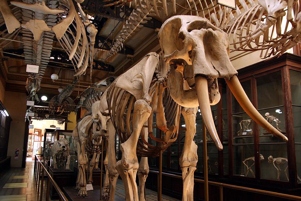 Enero: con visitas guiadas, invitan a recorrer el Museo de Ciencias Naturales de La Plata