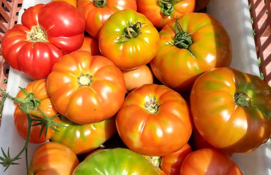 Así será la decimonovena edición de la Fiesta del Tomate platense: programa completo