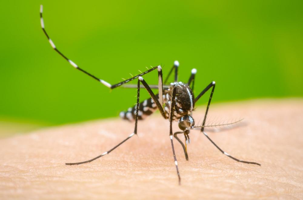 Pican con gran disimulo: preocupación por dengue autóctono en municipio del Sur