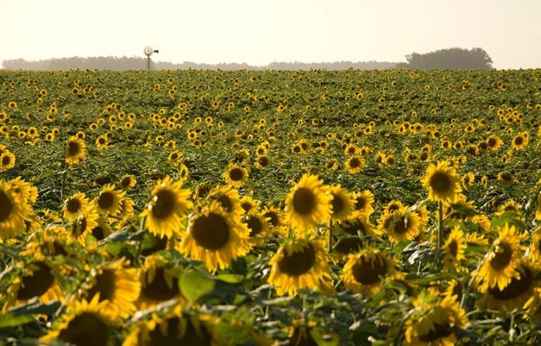 Comienza la Fiesta Nacional del Girasol: cronograma completo y un toque de historia