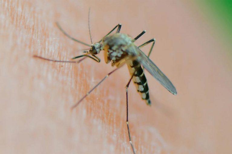Otra vez los mosquitos al ataque: cuáles son los repelentes de mayor efectividad