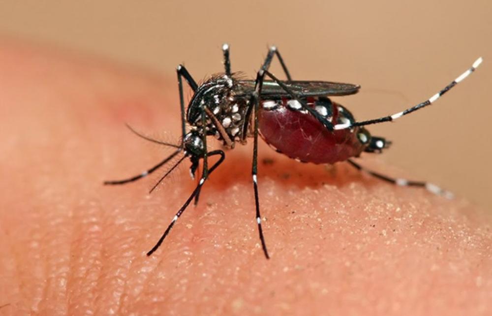 Alerta máxima y preocupación: confirman un muerto por dengue en la capital provincial