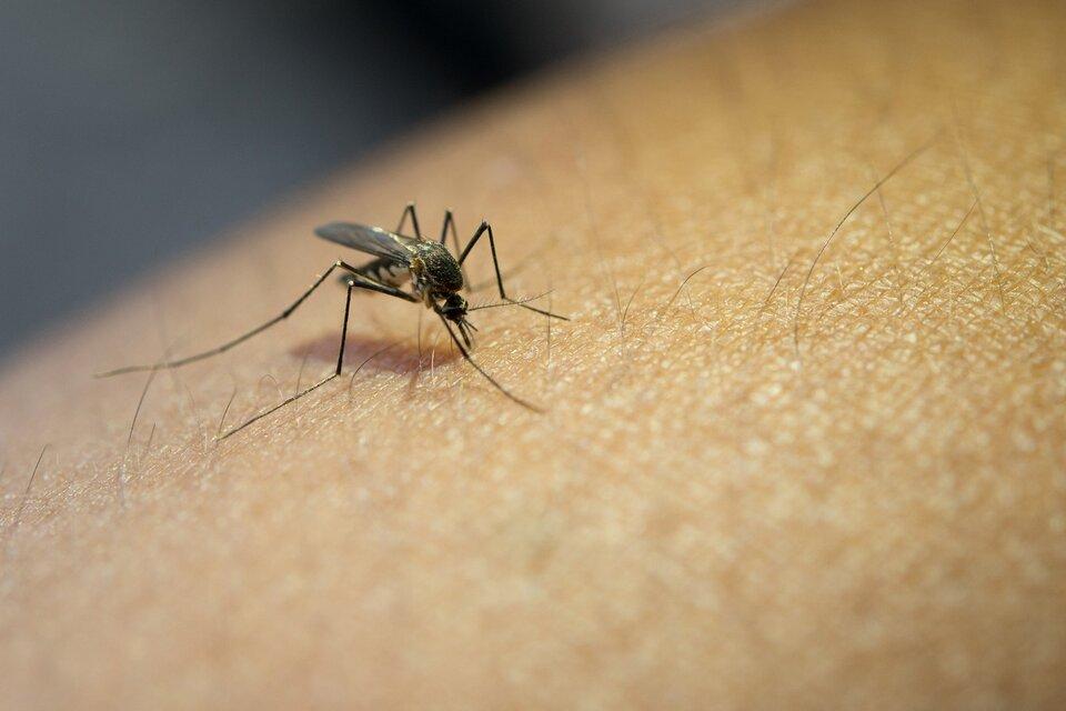 La Provincia estableció pautas de prevención y acción frente al aumento de mosquitos