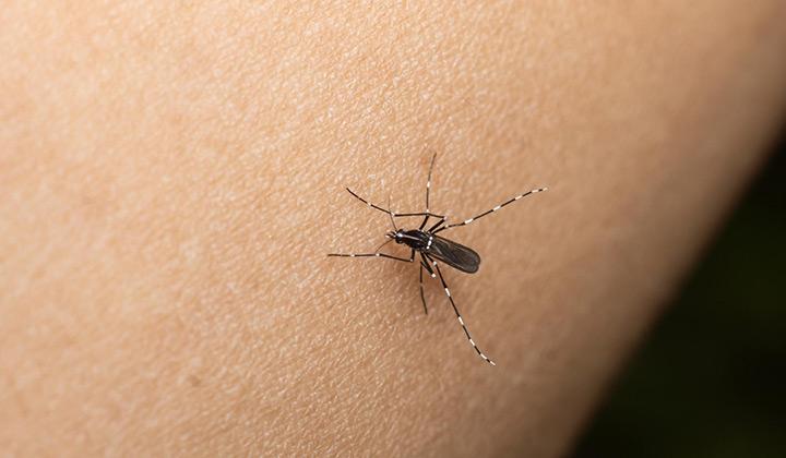 Declararon el brote de dengue en La Plata, y ya son 103 los casos confirmados