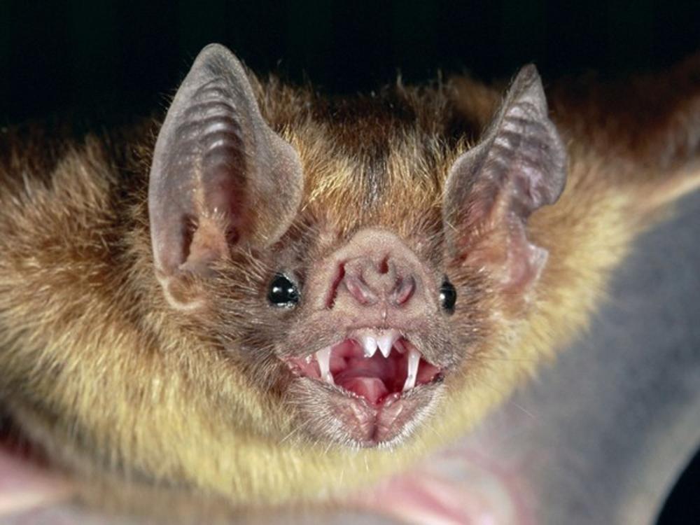 Importante descubrimiento: una reserva del GBA, un refugio esencial de murciélagos