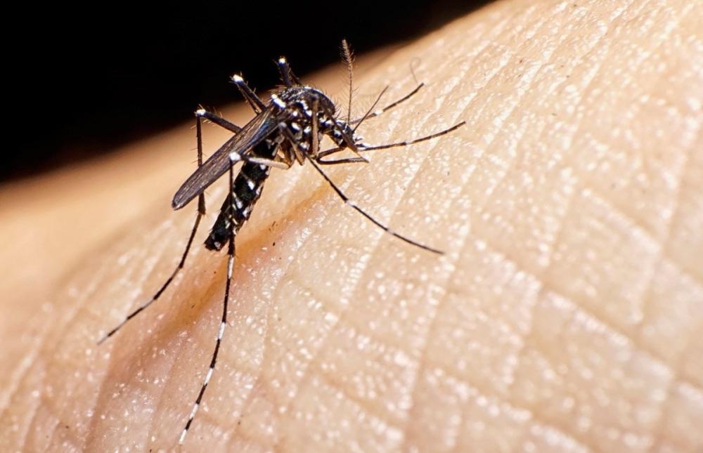 Cuatro municipios bonaerenses salen de la lista negra del dengue: la situación