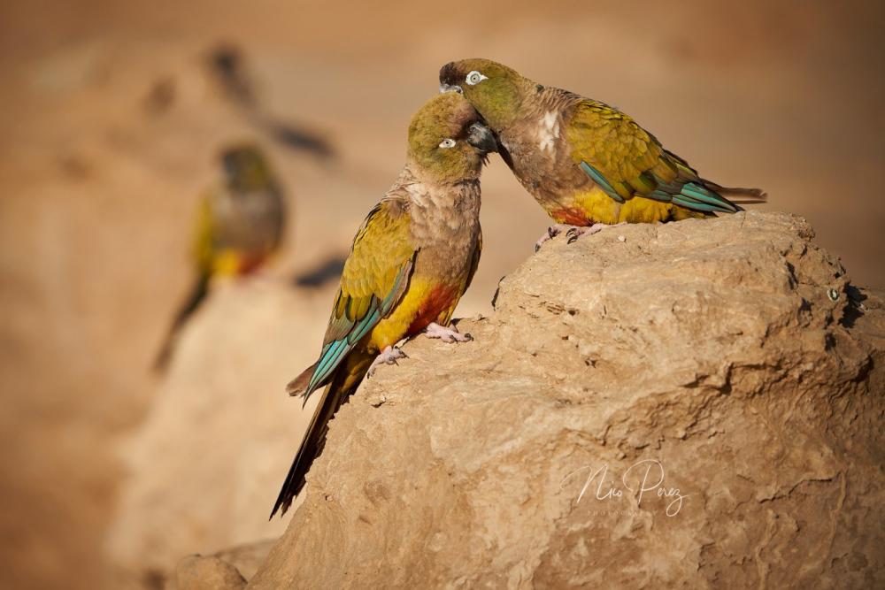 Crisis en plumas verdes: una localidad bonaerense en guerra contra los loros 