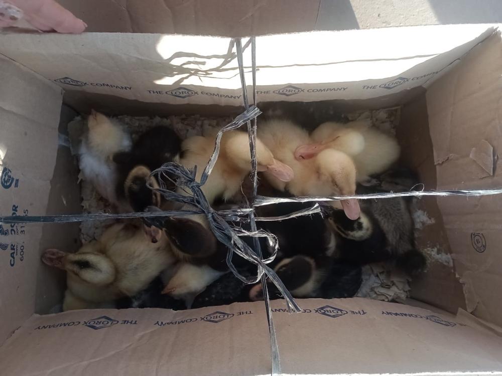 Municipio al rescate: decomisaron patos y pollitos vendidos en la vía pública