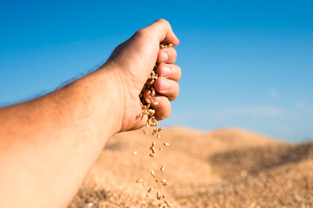 El Gobierno controlará a los productores que hagan uso propio de las semillas