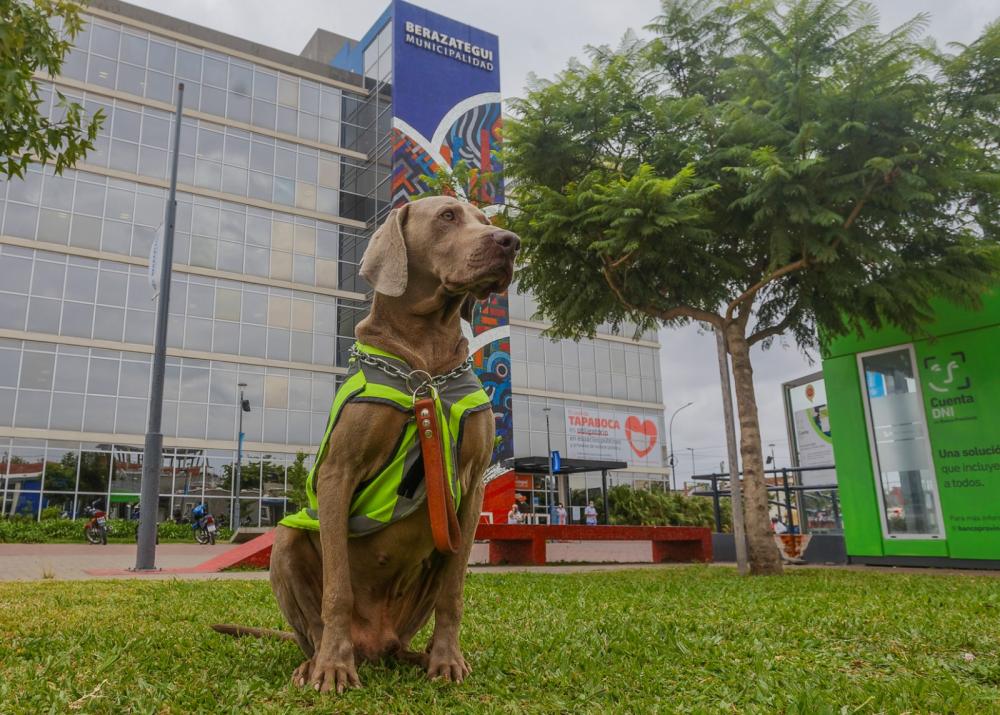 El adiós a Ruffo: el municipio más mascotero despide con dolor al perro-funcionario