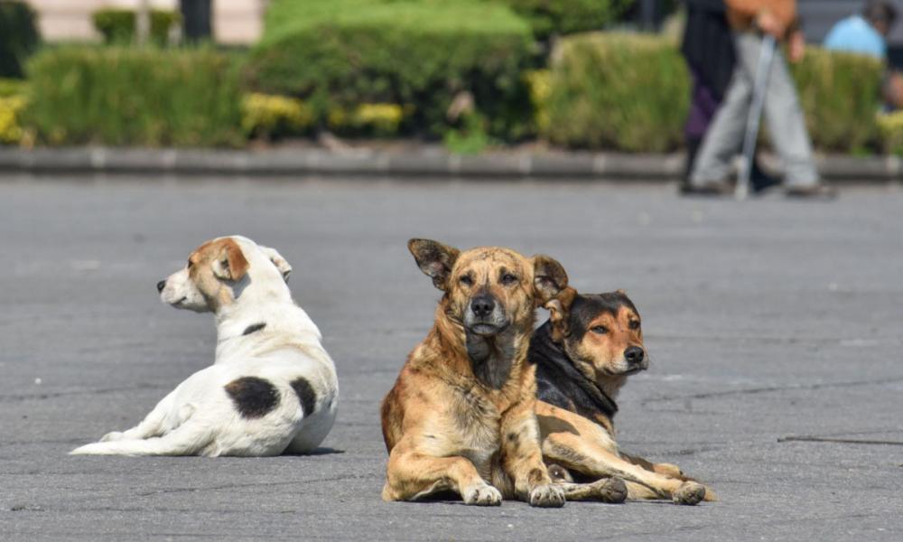 Tenencia responsable: municipio avanza en la castración obligatoria de perros