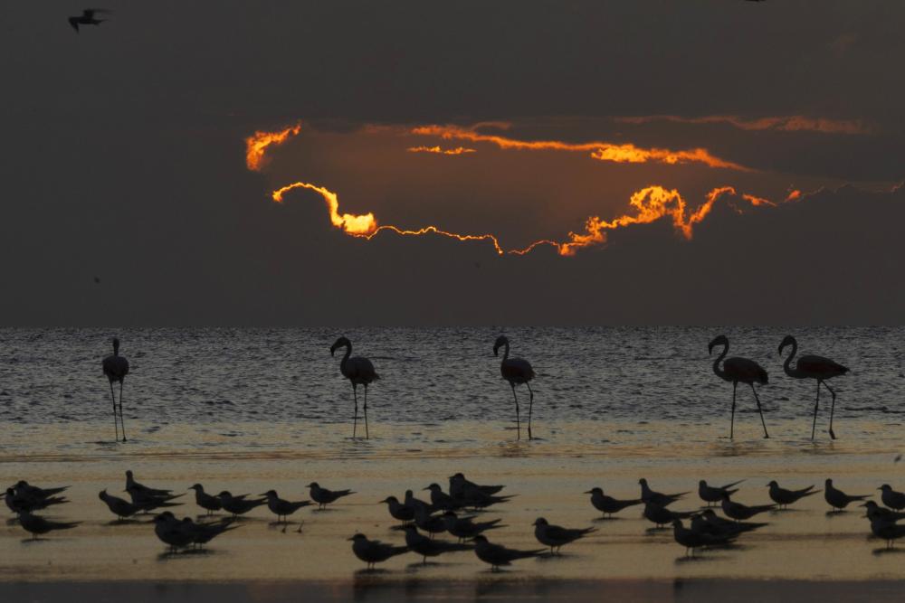 Safaris fotográficos: viví una gran aventura visual en paisajes bonaerenses