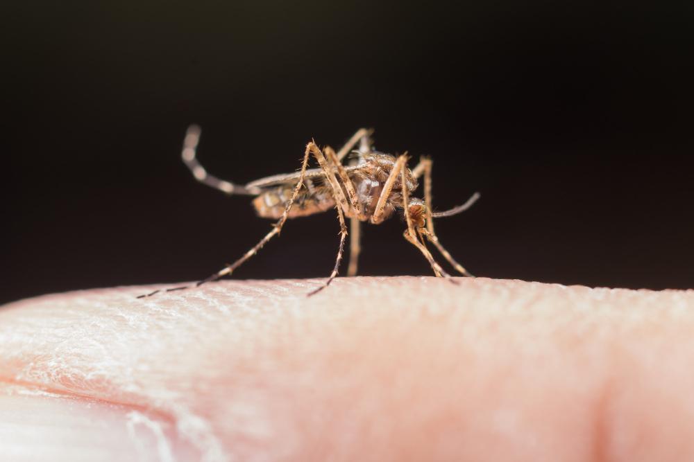 Kreplak alertó que el brote de dengue podría ser “desquiciante para la población”