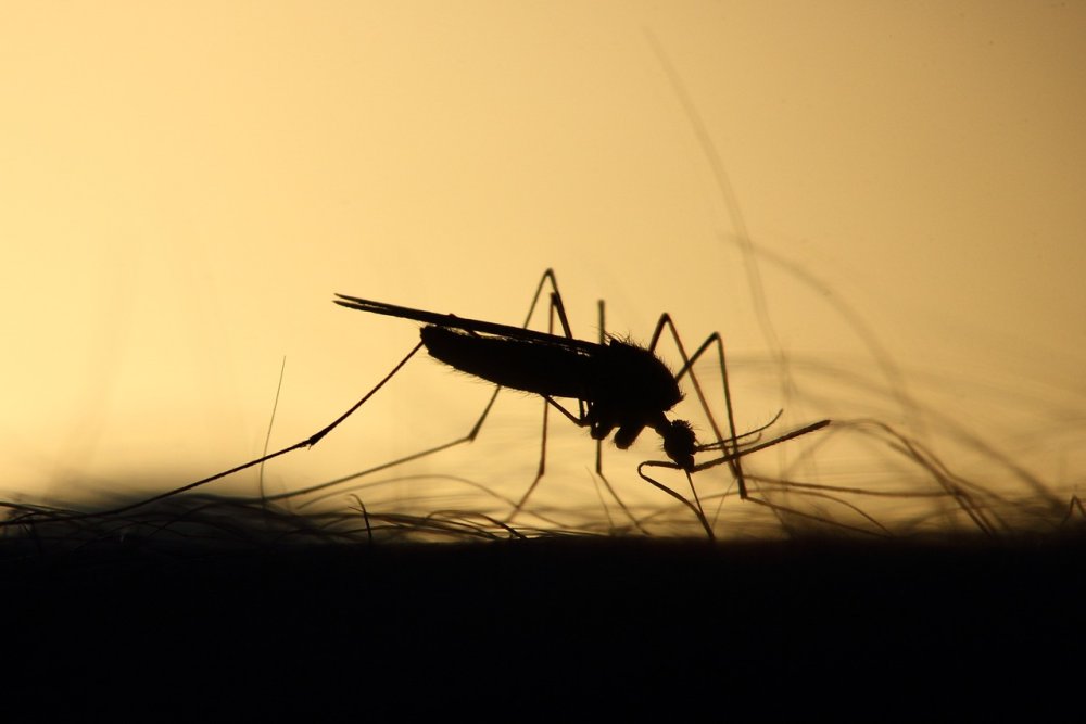 Ante la posible epidemia de dengue, Provincia compró 500 mil vacunas