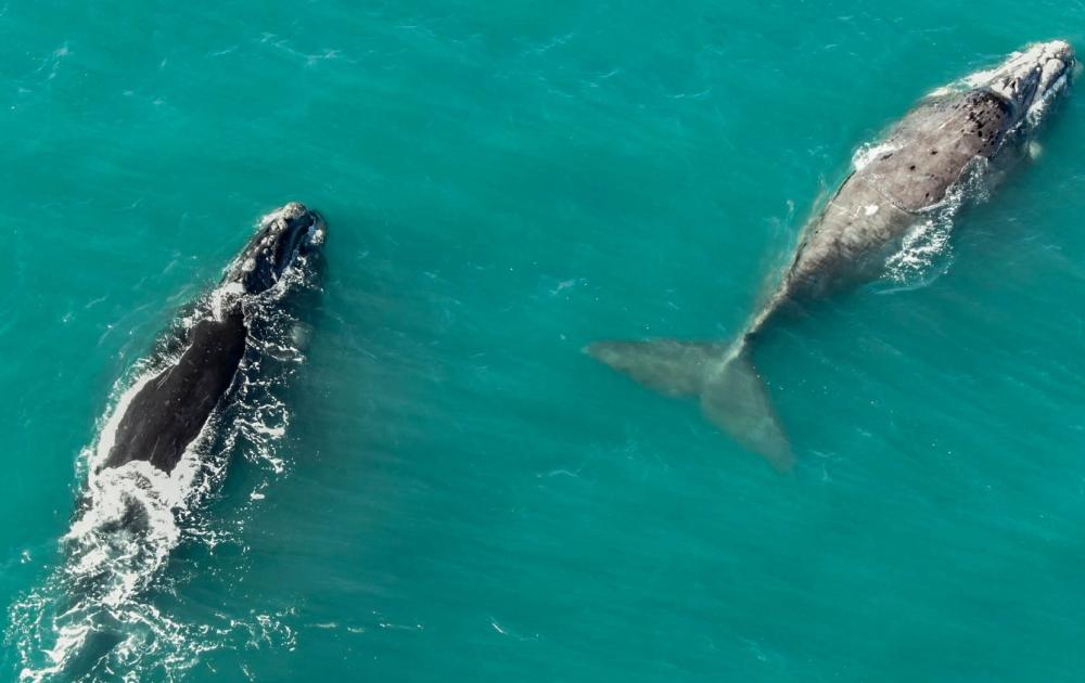 Miramar te espera para disfrutar de un buen descanso y las imponentes ballenas