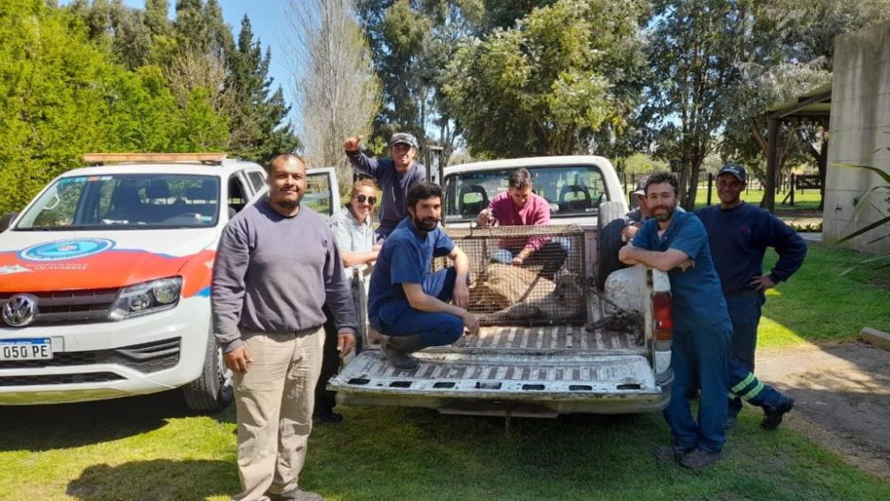 Olavarría: capturaron un puma que andaba por las afueras de la ciudad