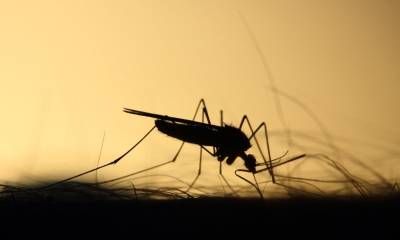 Ante la posible epidemia de dengue, Provincia compró 500 mil vacunas