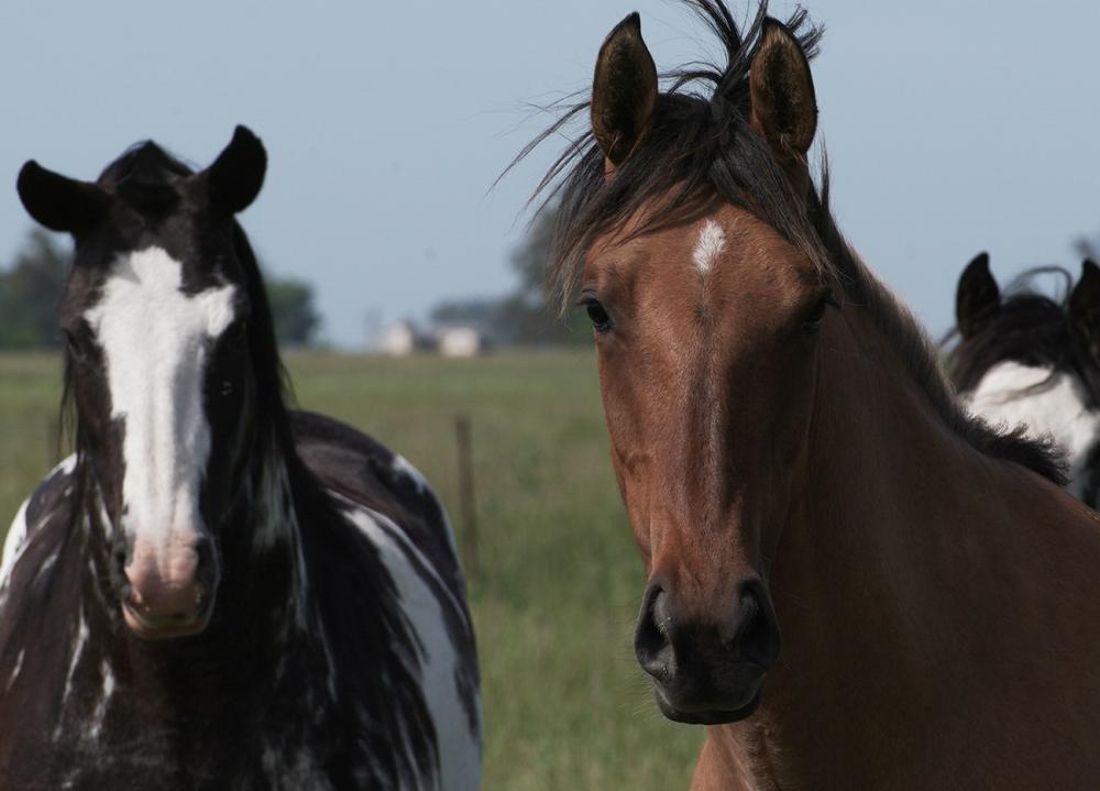 Se viene un finde a pura fiesta: fogata, caballo, asado, alcaucil, pan y más