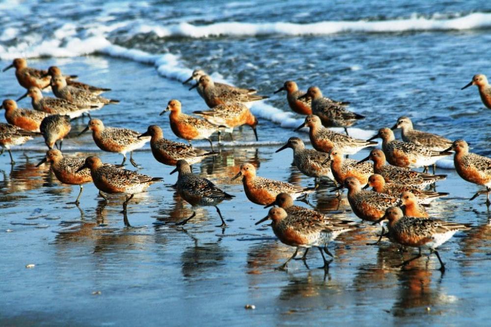 Se acerca el Séptimo Festival de Aves Migratorias: cuándo, dónde y los detalles