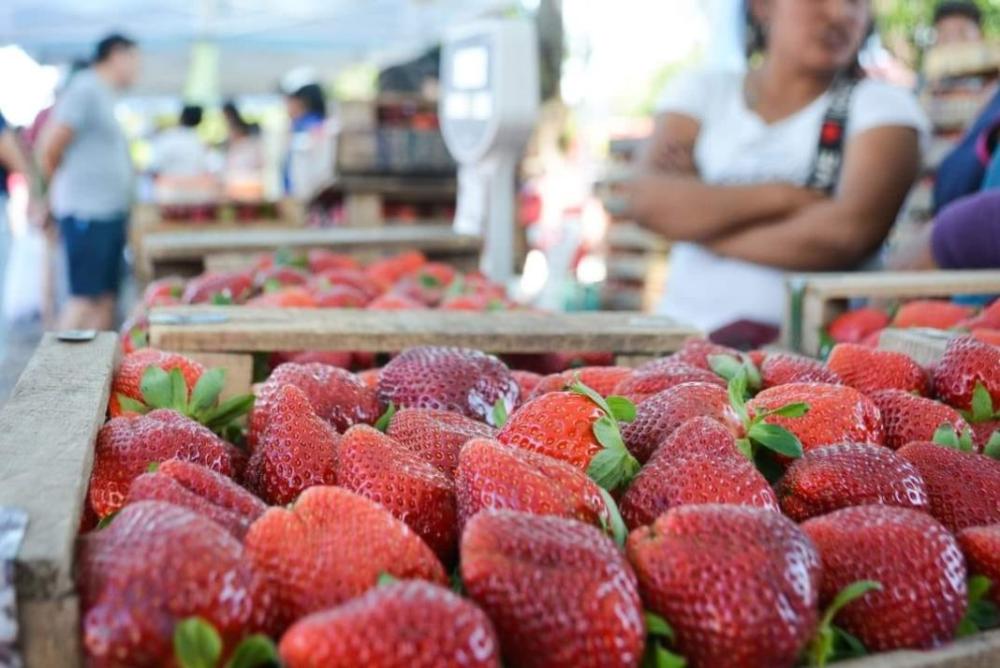 Finde: se viene la cuarta edición de la Fiesta “más importante” de la Frutilla