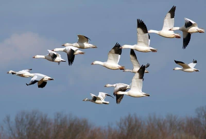 La albúfera de Mar Chiquita, a pleno: se larga el 7º Festival de Aves Migratorias