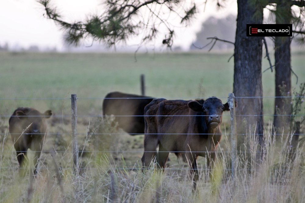 Presentaron un proyecto para fortalecer la seguridad rural en tierra bonaerense