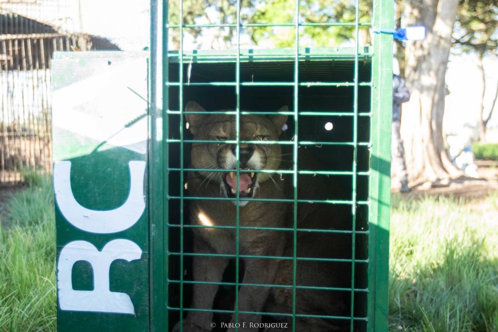 Ambiente trasladó seis pumas provenientes del tráfico de fauna a Uruguay