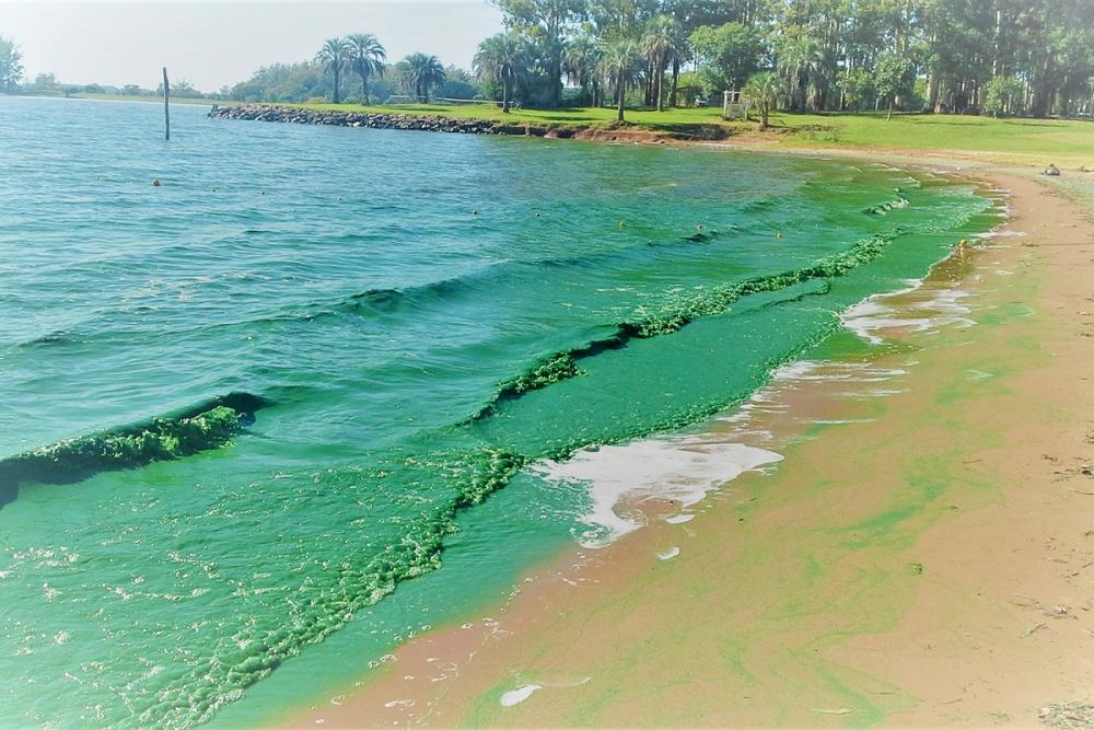 Cuáles son los 10 municipios bonaerenses en alerta naranja por cianobacterias