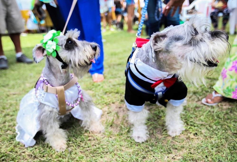 Atención: se viene un gran desfile de mascotas en la capital provincial