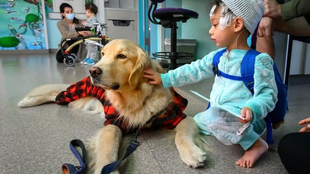 Terapia con perritos: el Hospital de Niños avanza con el Proyecto Staff Canino