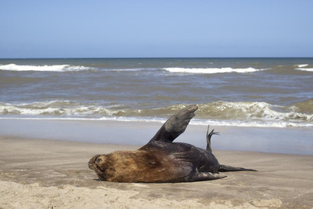 Qué hacer ante la aparición de elefantes y lobos marinos en las playas