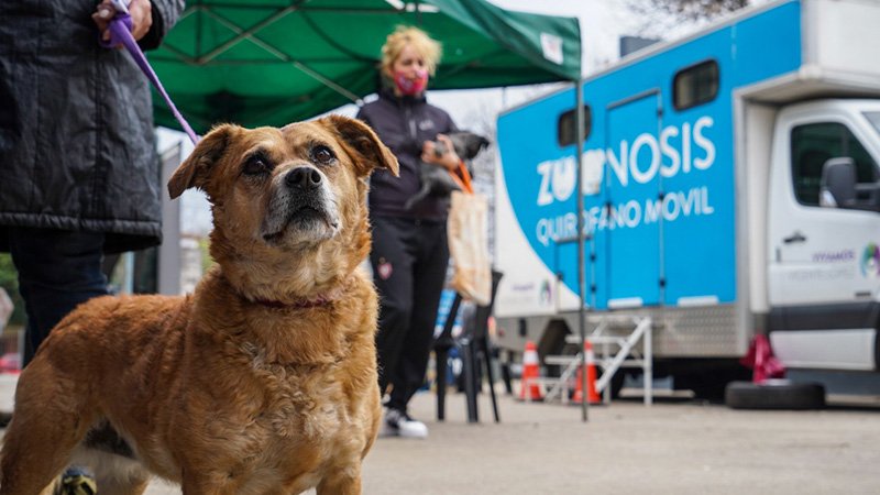 Municipio PRO celebró más de 37.000 acciones para mejorar la vida de las mascotas