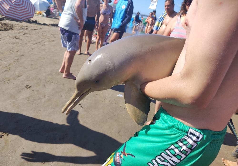 Mar del Tuyú: polémica por la muerte de un delfín en la playa, rodeado de turistas