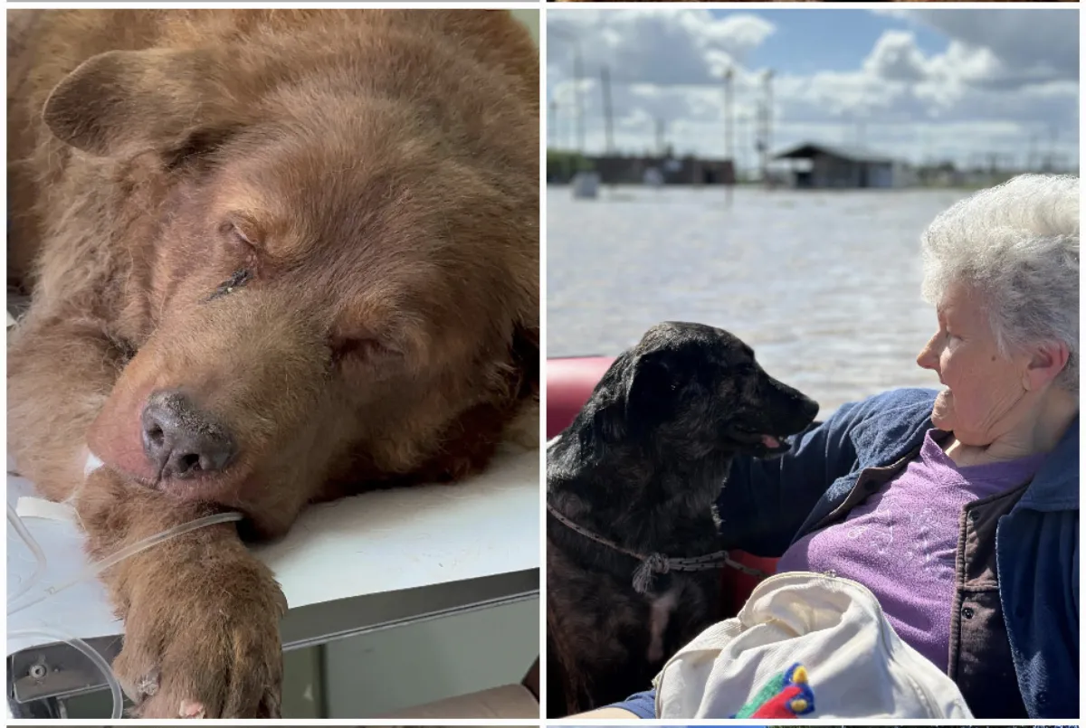 El rescate de mascotas, otra de las grandes historias tras el temporal de Bahía